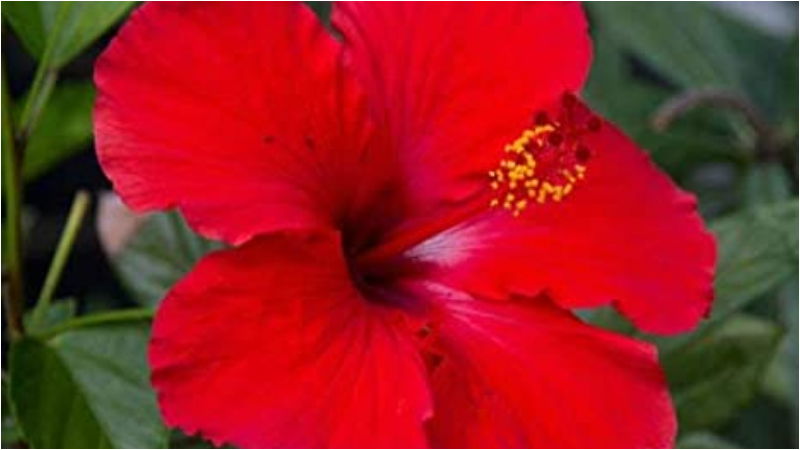 hibiscus 3
