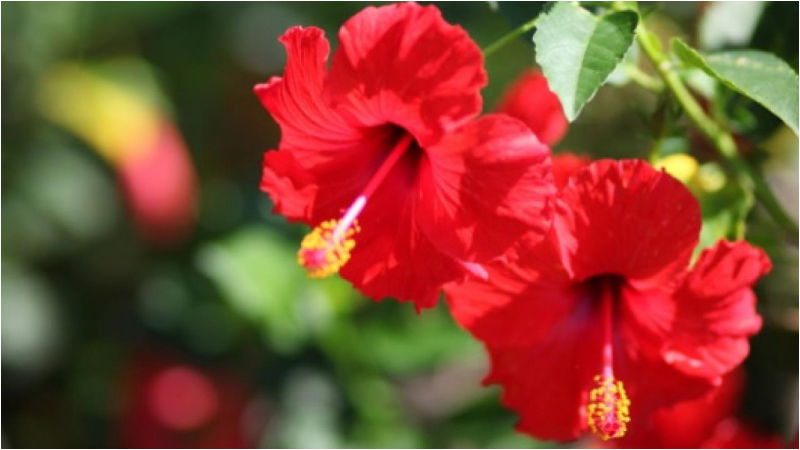hibiscus 5