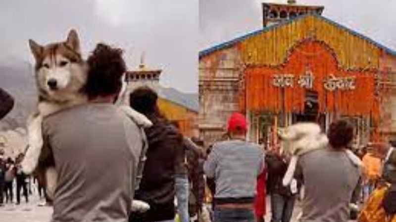 Kedarnath dog