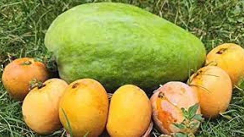 MANGO