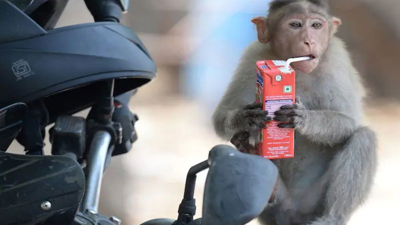 MONKEY (1)