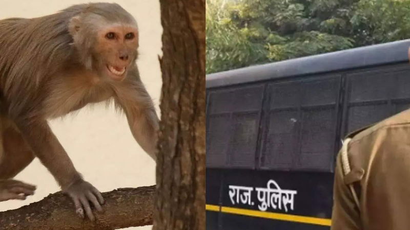 MONKEY (1)