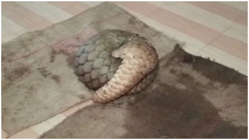 Madikeri Pangolins 2