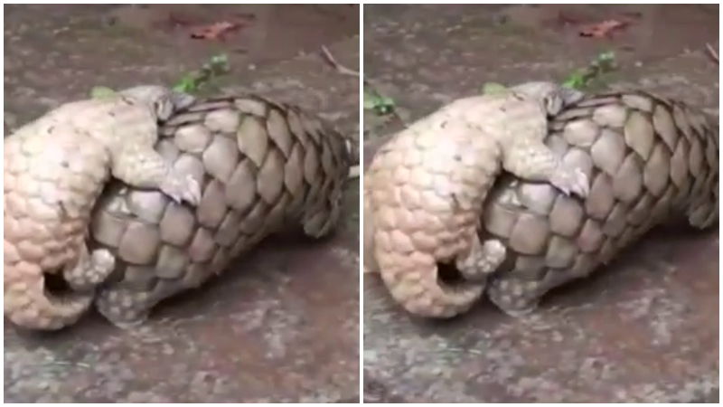 Madikeri Pangolins 3