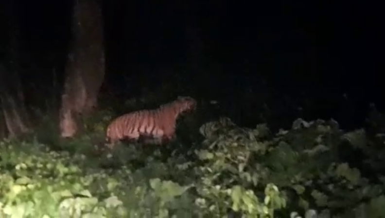 Madikeri Tiger