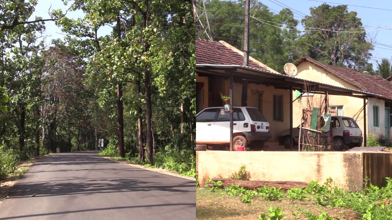 Mangans disease Shimoga Malenadu KFD shivamogga 1