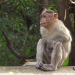 Mangans disease Shimoga Malenadu KFD shivamogga 3