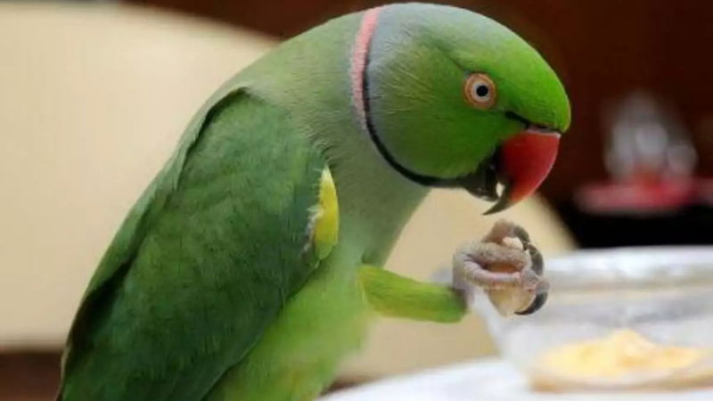 PARROT