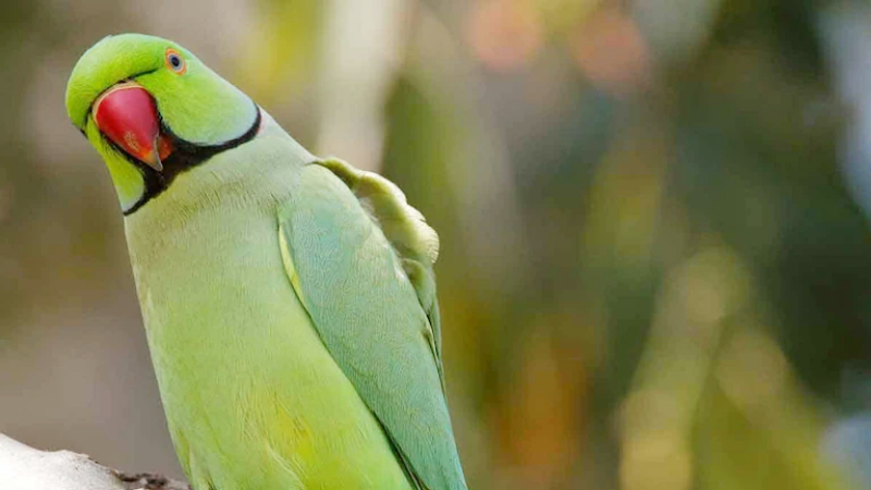 POPO PARROT