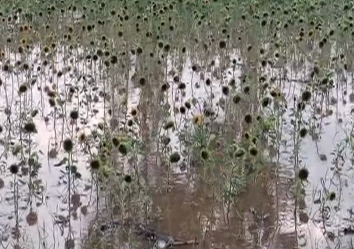 RAIN 6