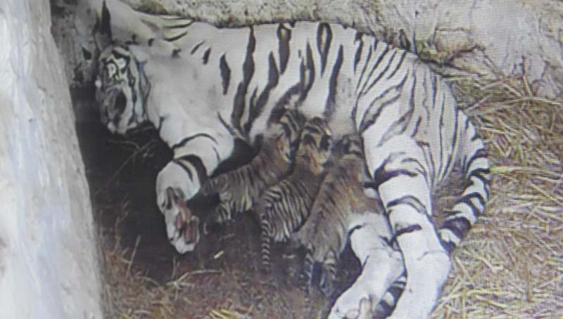 TIGER 2