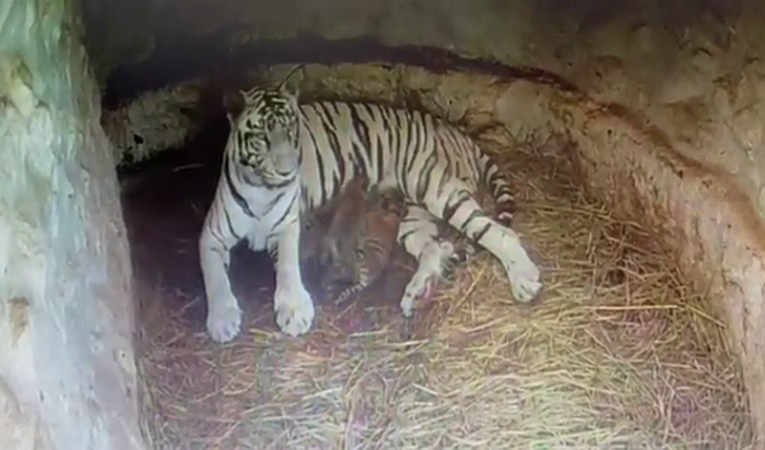 TIGER