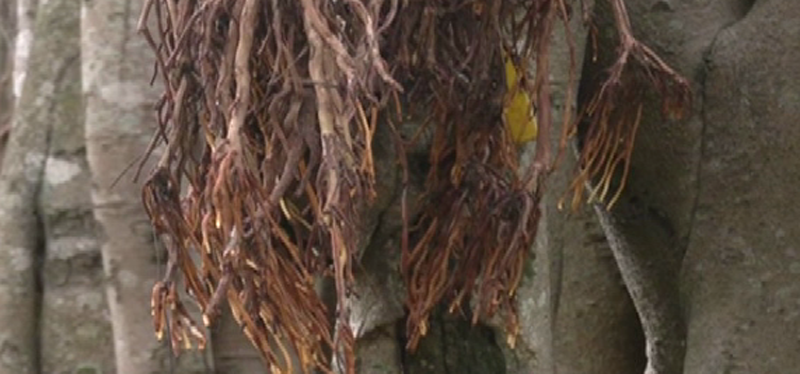 TREE 1