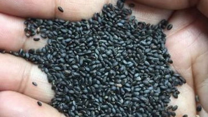 basil seeds 2