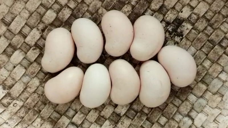 egg
