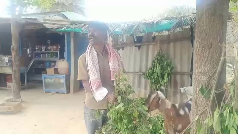 farmar kolara 1