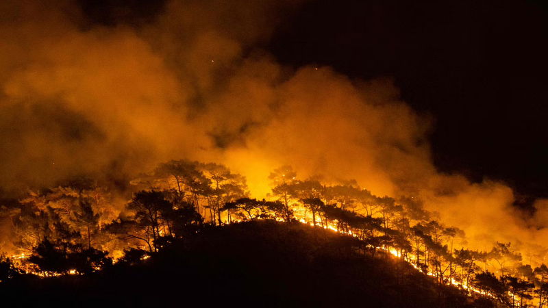 forest fire jammu kashmir 2