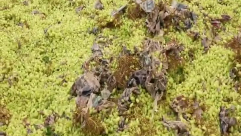 grapes 2
