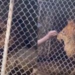 lion