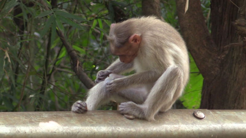 monkey 1 1