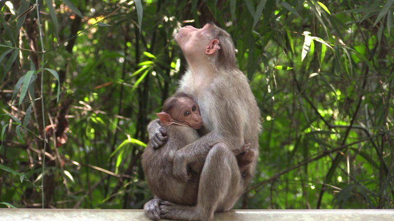 monkey 4