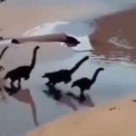 video viral