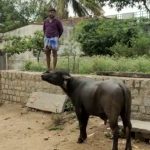 BUFFALO