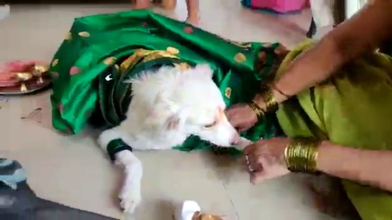 Bagalkot dog simanta 2
