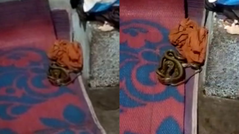 Bagalkot old age snake 3