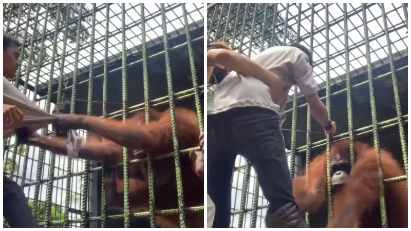 Cage Gorilla Zoo 1