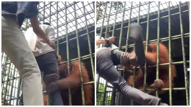 Cage Gorilla Zoo 2