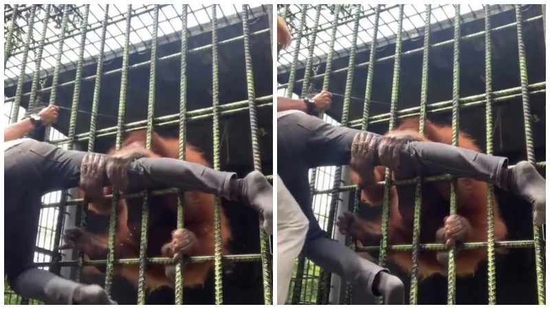 Cage Gorilla Zoo 3