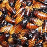 Cockroaches
