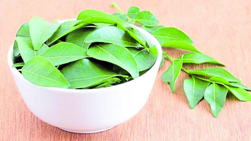 Curry tree 1