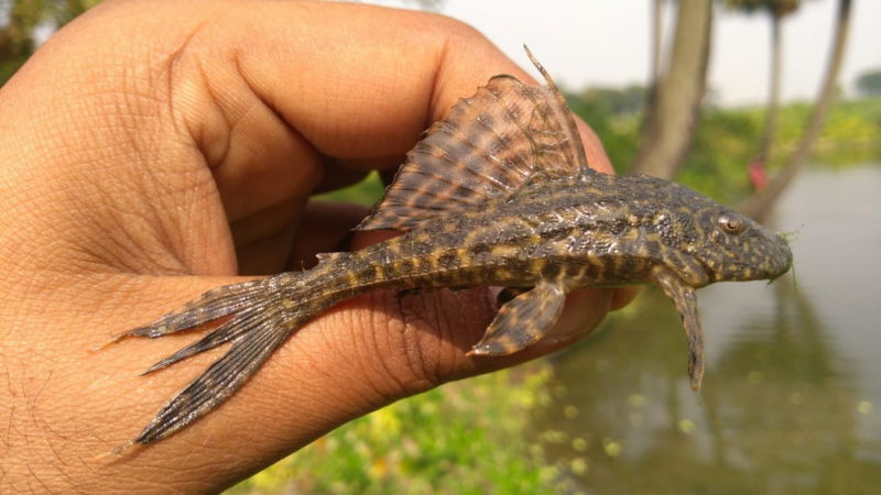 FISH 1