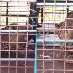 Leopard forest dog