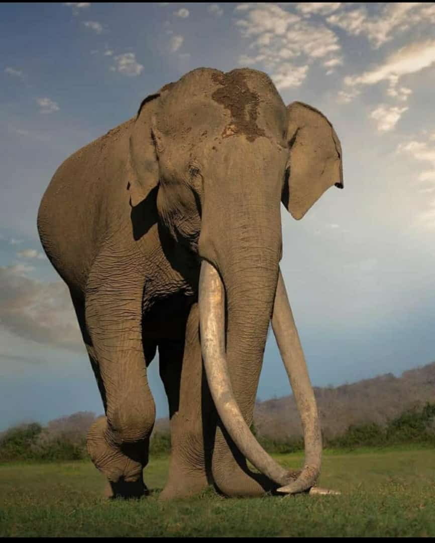 MYS ELEPHANTV DEATH AV 1
