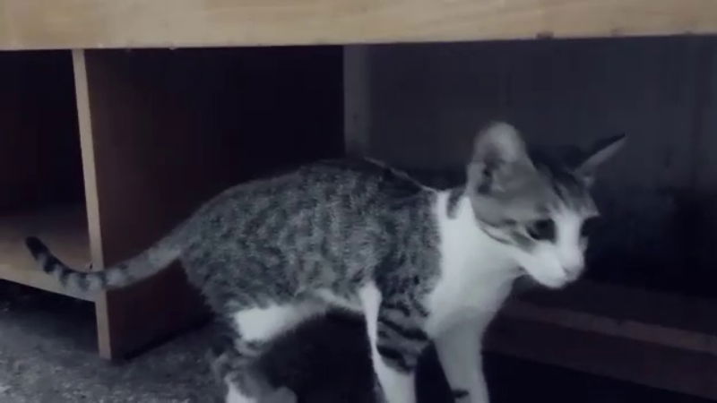 POLICE STATION CAT