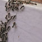 ant
