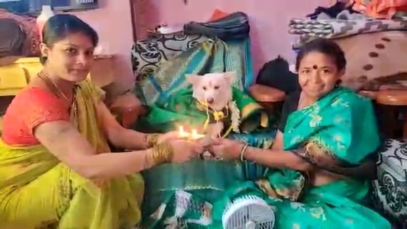 bagalkot dog simanta