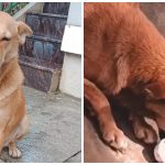 dog bengaluru