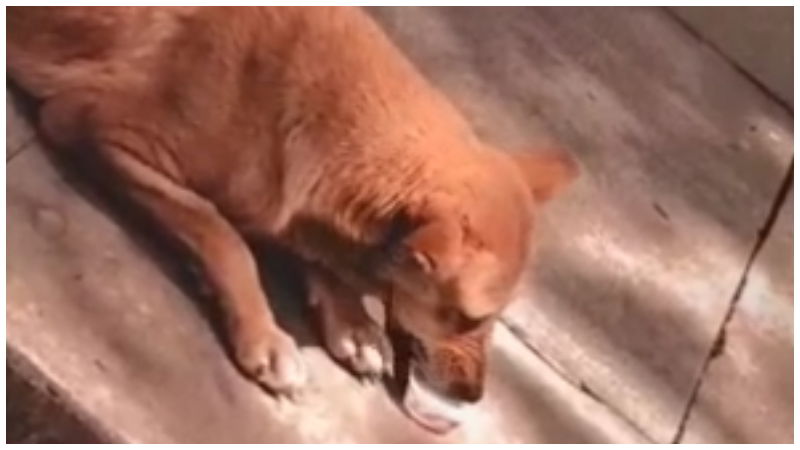 dog bengaluru 1