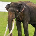 kabini elephant