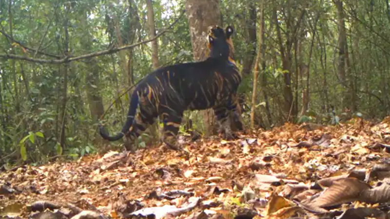 BLACK TIGER 1