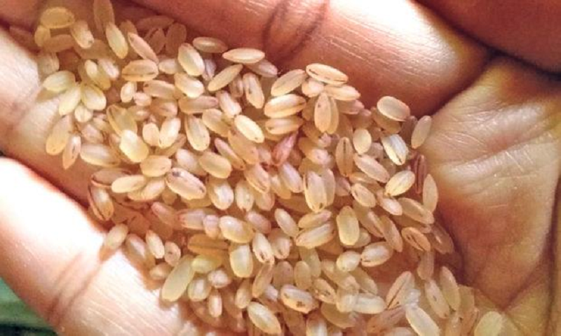Brown Rice
