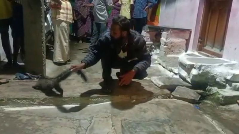 CNG CAT