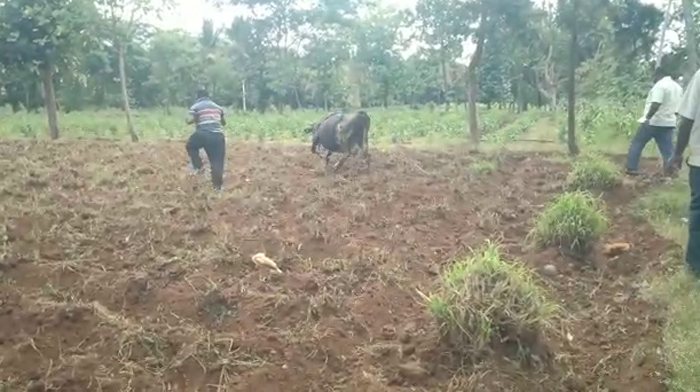 COW 1