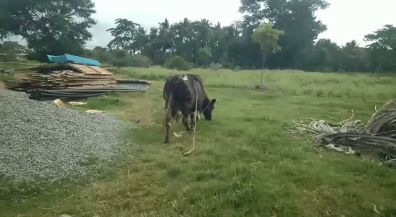 COW 3