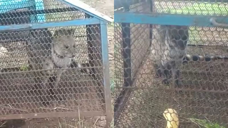 Civet