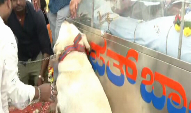 HBL DOG 4 1